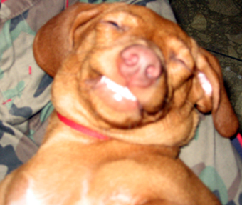 My 7 month old puppy "Tako"s smile :) - I have this 7 month old miniature dachshund puppy
named Tako.He is very cute and smart.
As you see at picture, he loves to smile.... :) My 7 month old puppy "Tako"s smile :) - I have this 7 month old miniature dachshund puppy
named Tako.He is very cute and smart.
As you see at picture, he loves to smile.... :)