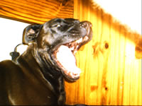 katana - katana my american pittbul having a yawn