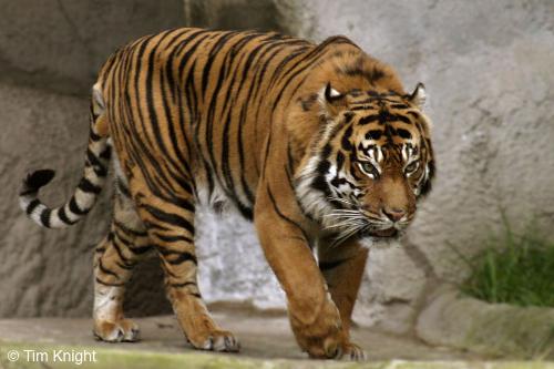 tiger - wonderfulllllll