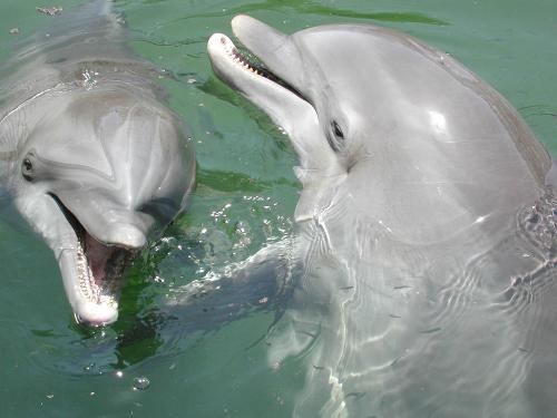 dolphins - do u like them..them are very cute