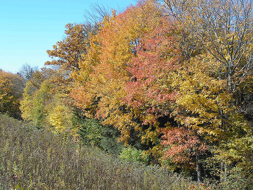 Colorful scenes of north carolina pt. 4 - Another Hillside