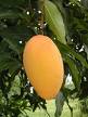 Mango - mango