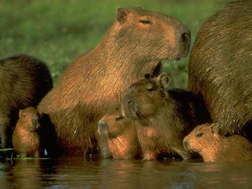 animals - animals