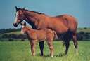 horse - horse