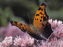 butterfly - butterfly