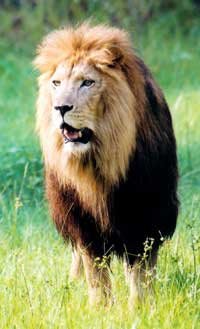 lion - lion