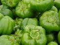 Green Bell Peppers - green bell peppers