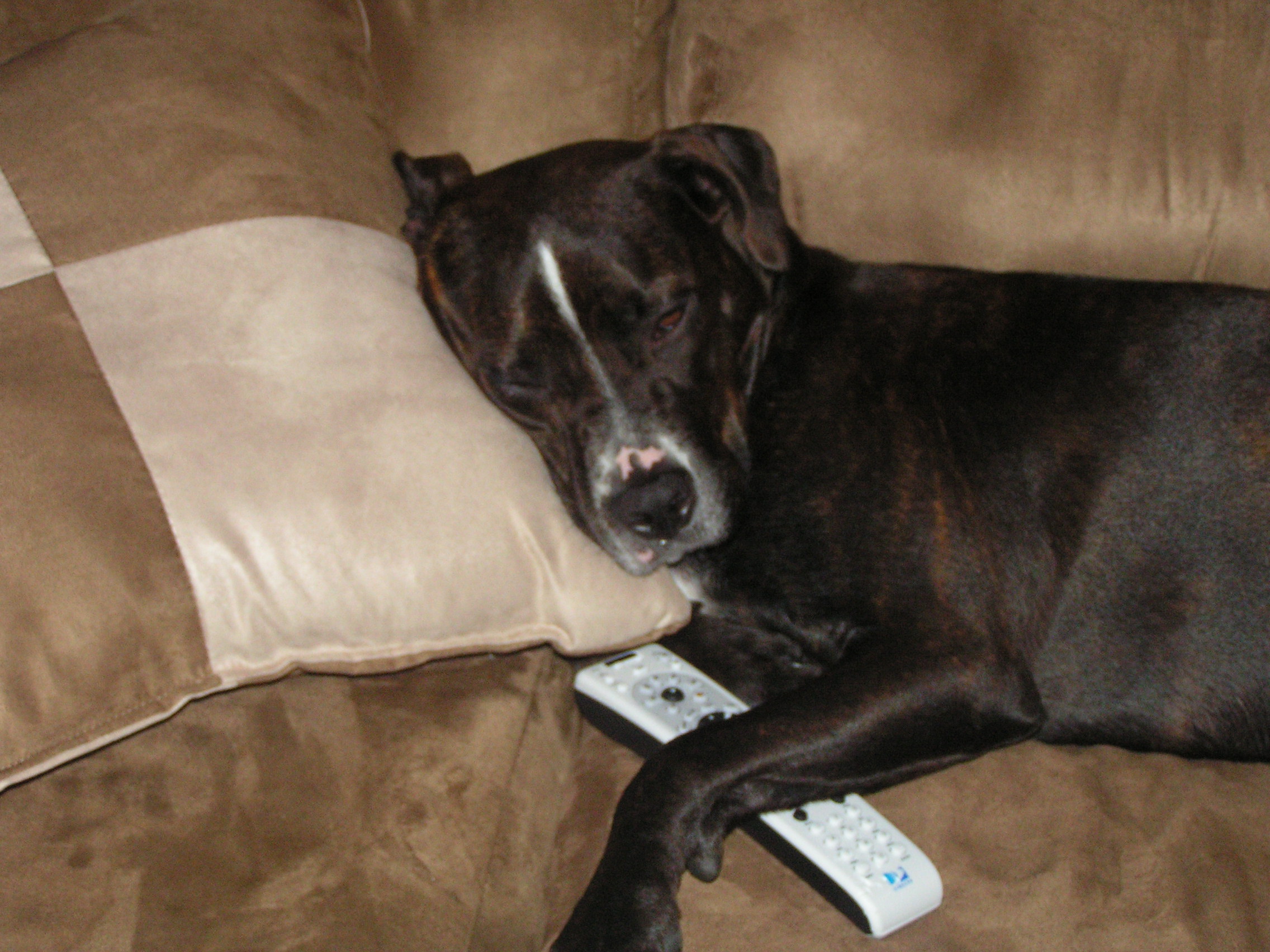 Mocca with the remote - I guess she didn't like what I was watching!