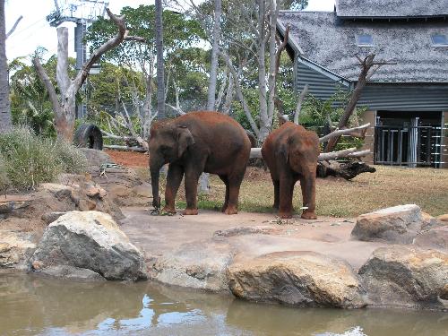 The elephants at Taronga Zoo - The new elephants at Taronga Zoo. November 2006