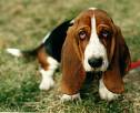 Sad Bassett Hound - sad bassett hound