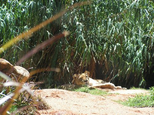Lioness - The lioness as Taronga Zoo, November 2006
