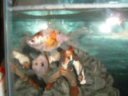 My Fish - These are my fish Madonna and Jack Tripper.