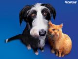 pets - pets to have to be your friend