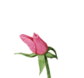 Rose - Rose