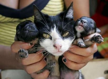 cat with her pups - mimi with her 3 puppy like kittens.