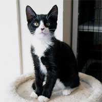 tuxedo - tuxedo