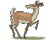 Oh goat - Goat..