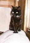 Midnight - Midnight kitty :(