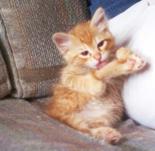 Silly Baby Sherbie - Silly baby Sherbie