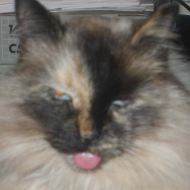 Tongue Out - Silly Meowsers with her tongue out