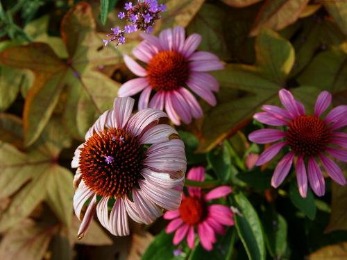 flowers_and_leaves.jpg - flowers_and_leaves.jpg