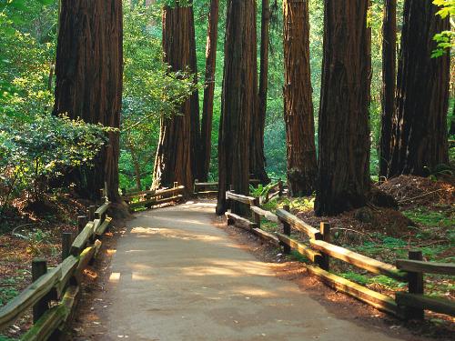forest_ - forest_