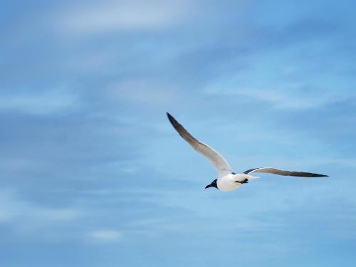 in_flight - in_flight