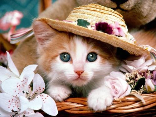 wat a cutyyyyy - tell me its cute!! i know it is.. u can also use it as ur wallpaper.. its huge enough!!