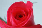Rose- A beautiful flower - Its my favorite flower. Its so beautiful