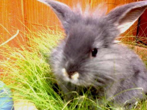 our rabbit missey - shes our pet 5months old,.