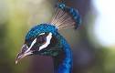 fav bird - My National bird