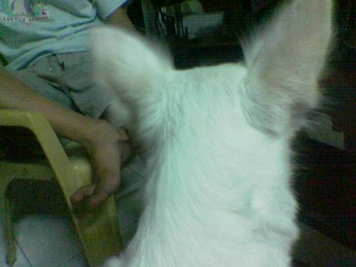 my dog's back - hehehe...you know the song my neck my back...????  funny