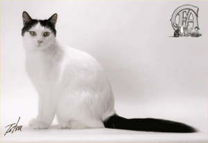Turkish Van - This is a tukish van breed.  I have a cat like that.  Her name is Qiana! Very cute