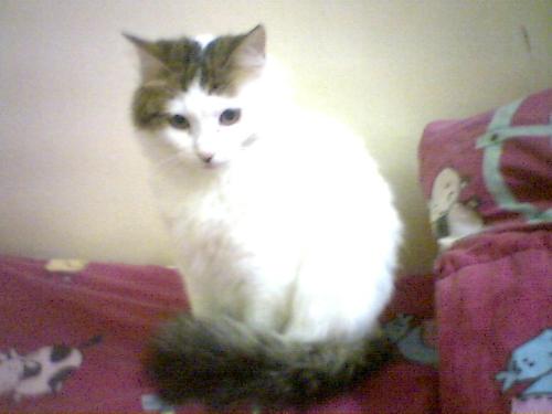 My Beautiful Cat - This is my cat named Qiana.  she is so cute...look at her and her tail!