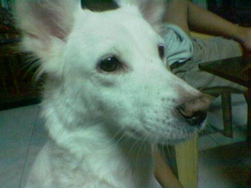 How to Watch TV? - This is how my dog watches TV.