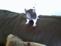 zoe - pet rats are my favorite :)