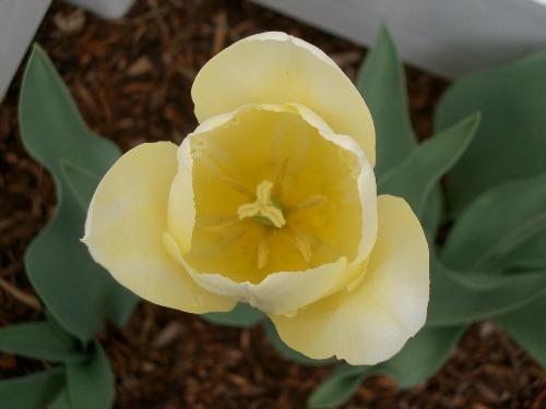Tulip - Tulip