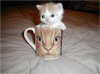 Cat in mug - From Eric's Funny pics site