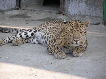beautiful - animal