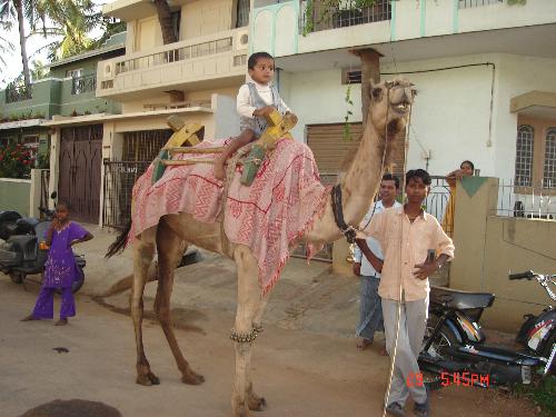 camel ride in Mysore, India - Photographed at Mysore, India