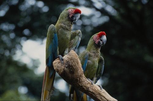 A parrot. -  I took this pic myself. Isn&#039;t it a marvelous sight?