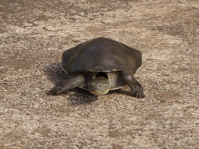 My pet