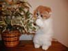 minature kitten