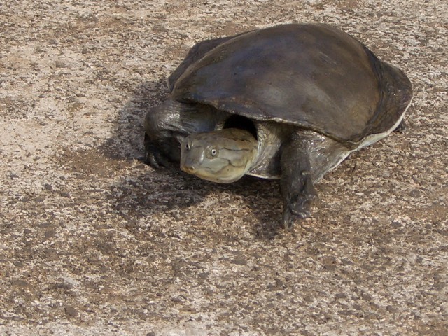 pet