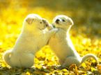 cute - cute