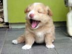 cute - cute