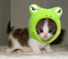 cute - cute