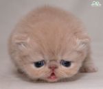 cute - cute