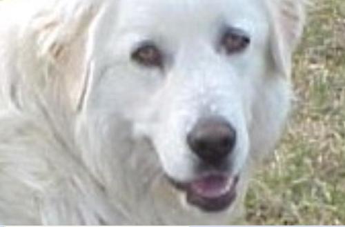 Maremma Sheepdog - The name of my dog is Magic. I named him after the movie of Kris Aquino, 'Magic to Win'.   He is naughty and intelligent and house guardian. Our visitors are afraid of him. He bites them gently whenever they try to move their feet on the stairway. Here are examples of his naughtiness:   One time, a baby visitor has a little bread in her left hand. Magic was watching him and waiting for her to give him a piece. I think he was tired of waiting, so he bit her knuckles. The bread was dropped. The baby cried while Magic took the bread and ran away.  A puppy was sitting in the center of the road. It looks happy and gay. Magic came near and suddenly, peed directly at the puppy. The puppy shrieked and ran away.  My ex husband and i went to my birthplace. So, we left our dog to our neighbor. He was prisoned inside our house. When we came back, we saw a cut square form, a result from Magic's gnawing of the board. It means that he wants out not imprison.