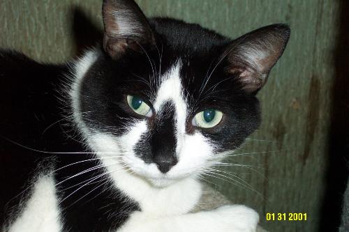pets, cat, kittens, squeaker - Here is one of my putty cats.  Her name is squeaker and she was rescued.  She does not have as big an attitude as she puts on.